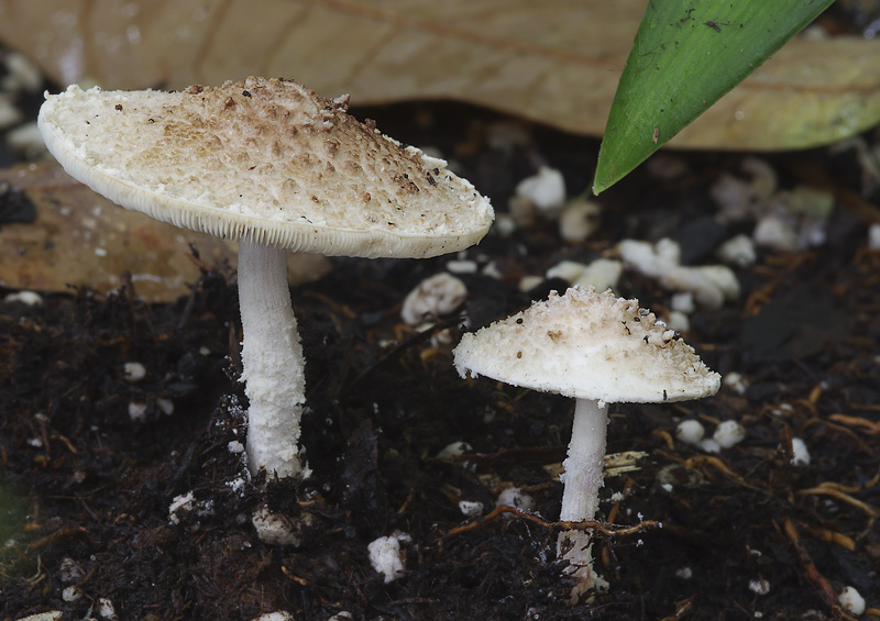 Cystolepiota fumosifolia